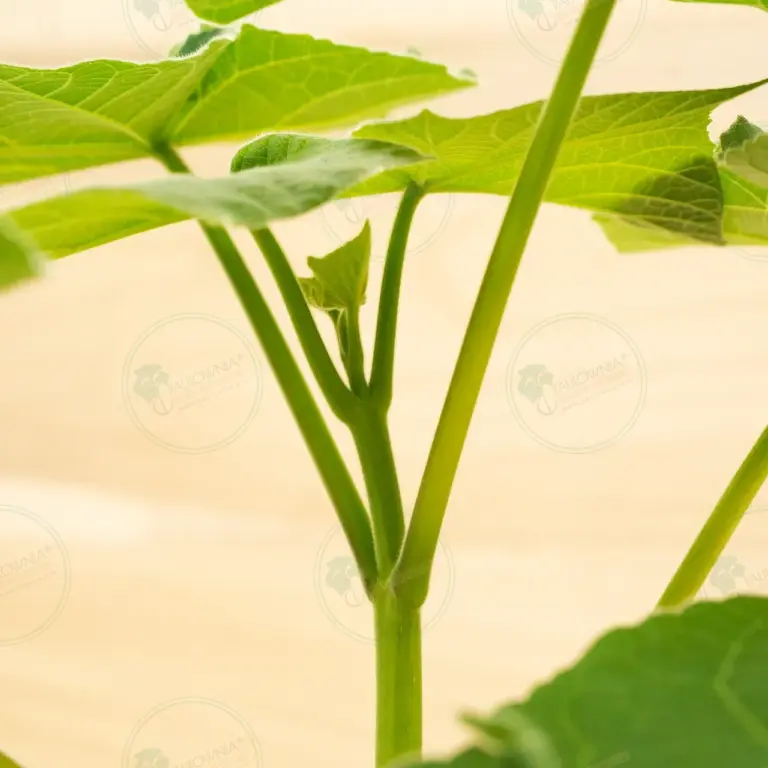 Paulownia Leoparda® – Pot 3.6 L