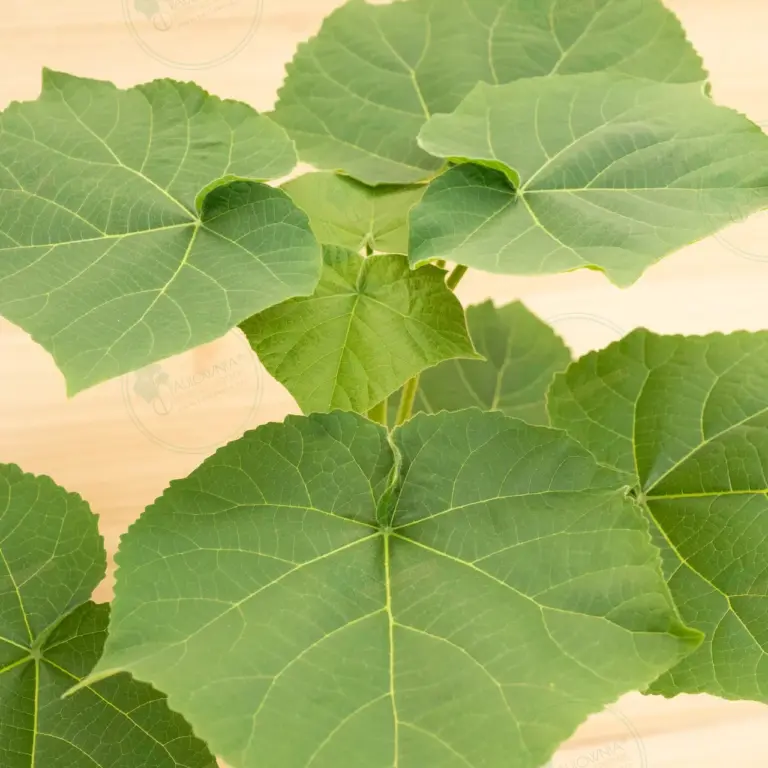 Paulownia Leoparda® – Pot 3.6 L