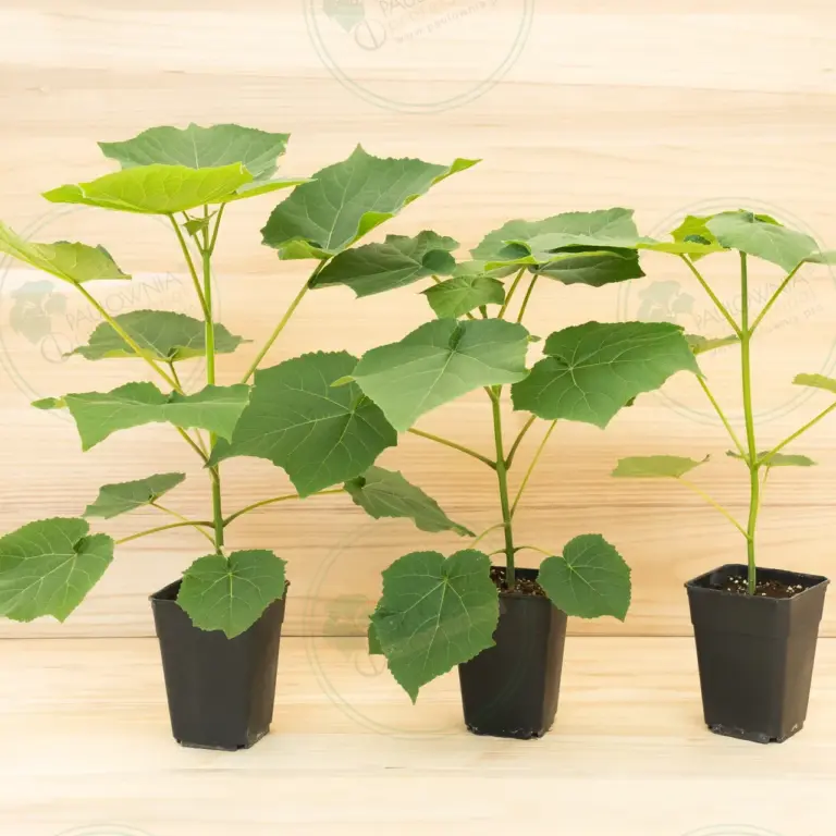 Paulownia Leoparda® – Pot 3.6 L