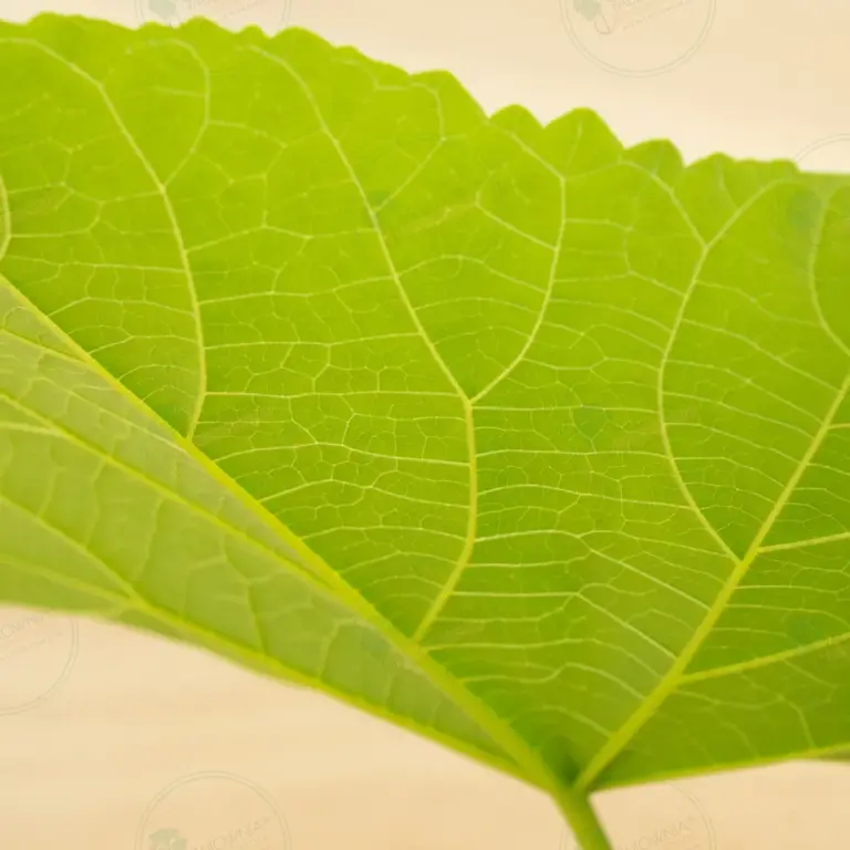 Paulownia Leoparda® – Pot 3.6 L