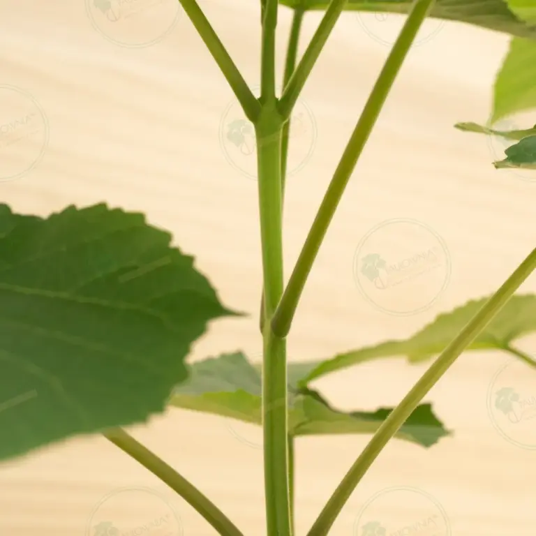 Paulownia Leoparda® – Pot 3.6 L