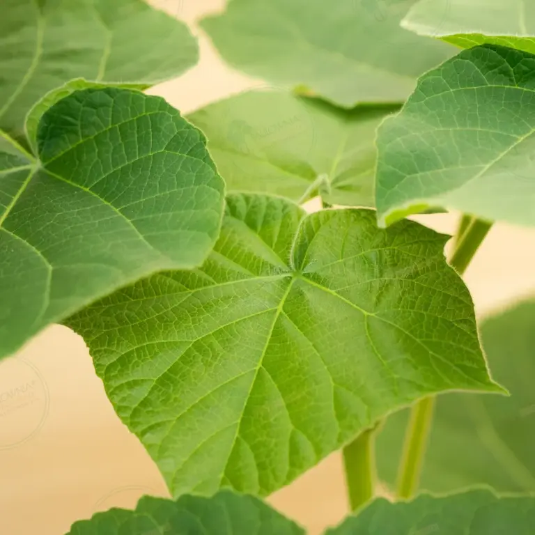 Paulownia Leoparda® – Pot 3.6 L