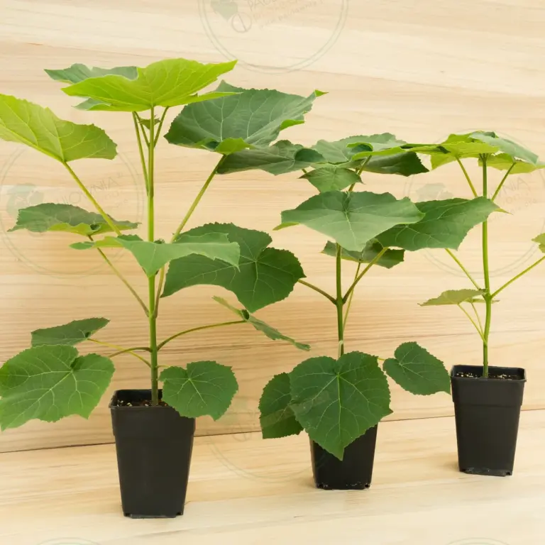 Paulownia Leoparda® – Pot 3.6 L