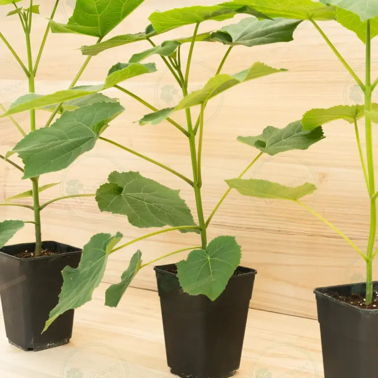 Paulownia Leoparda® – Pot 3.6 L