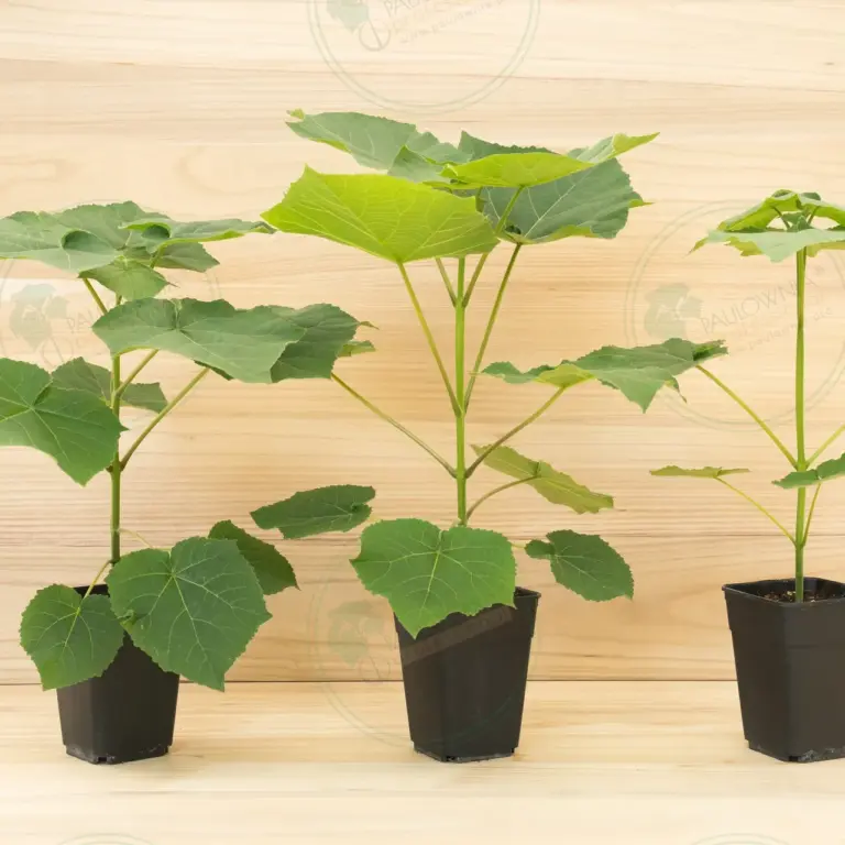 Paulownia Leoparda® – Pot 3.6 L