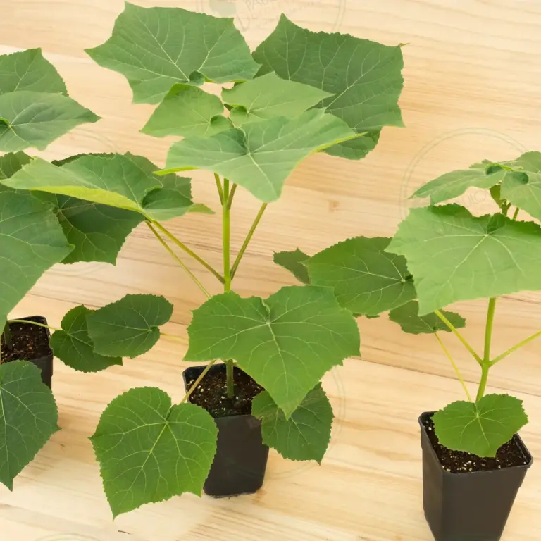 Paulownia Leoparda® – Pot 3.6 L