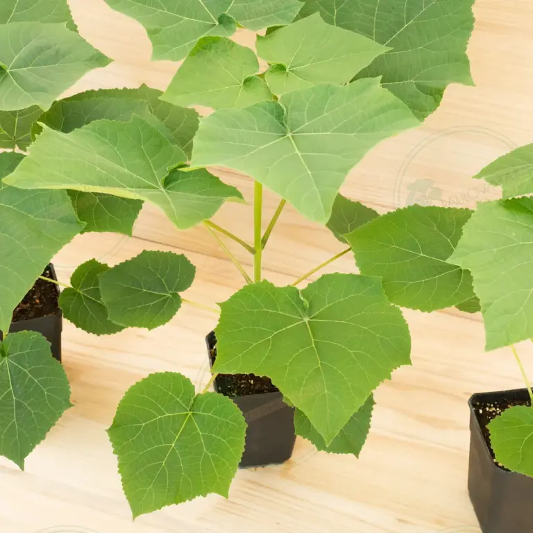 Paulownia Leoparda® – Pot 3.6 L