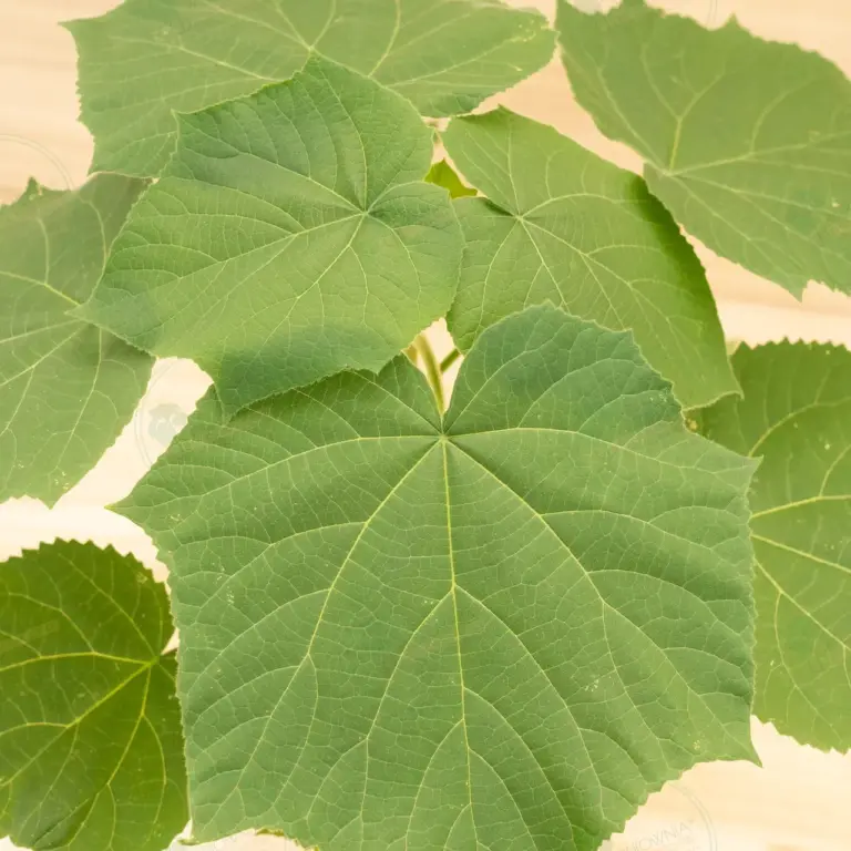 Paulownia Leoparda® – Pot 3.6 L