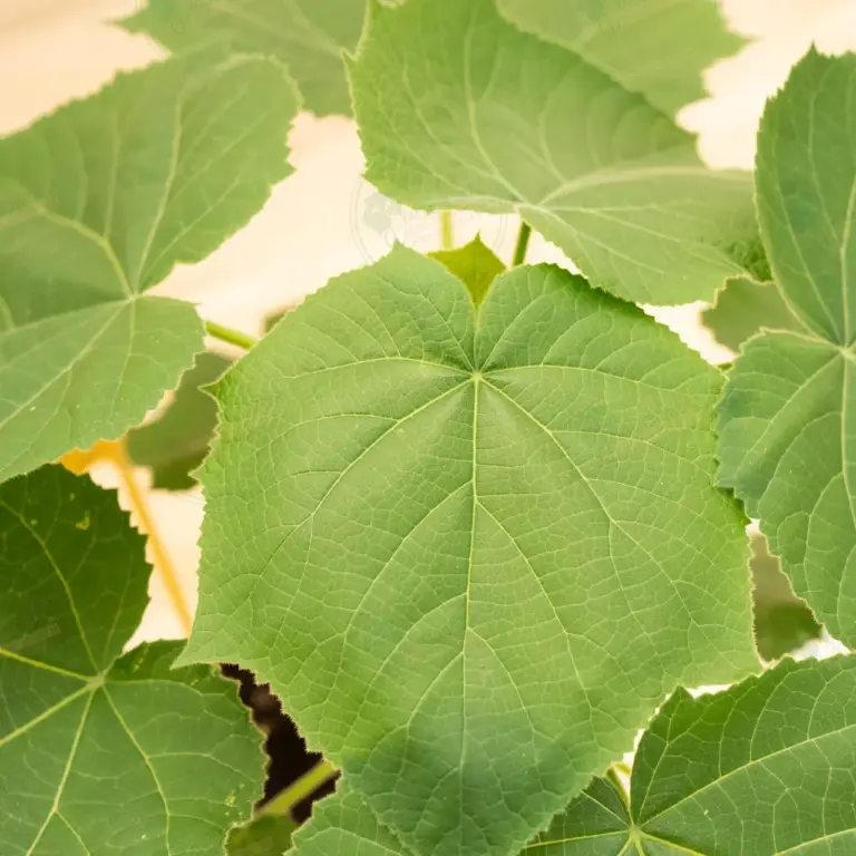 Paulownia Leoparda® – Pot 3.6 L
