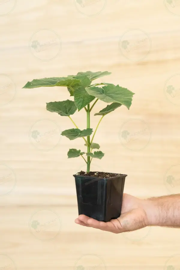 Paulownia Leoparda® – Stump in pot 600 ml