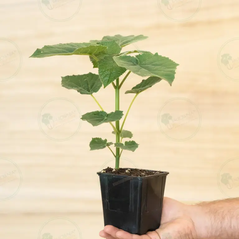 Paulownia Leoparda® – Stump in pot 600 ml