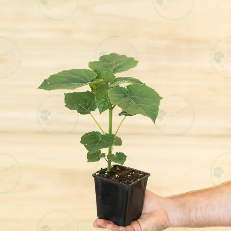 Paulownia Leoparda® – Stump in pot 600 ml