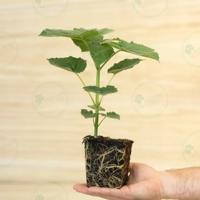 Paulownia Leoparda® – Stump in pot 600 ml