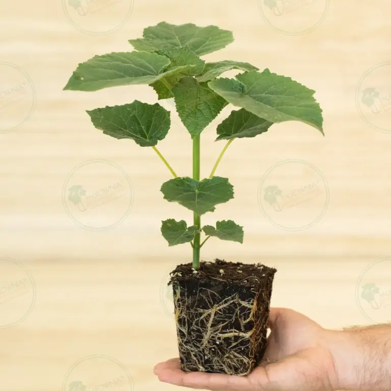 Paulownia Leoparda® – Stump in pot 600 ml