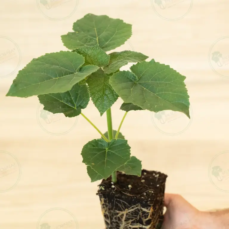 Paulownia Leoparda® – Stump in pot 600 ml
