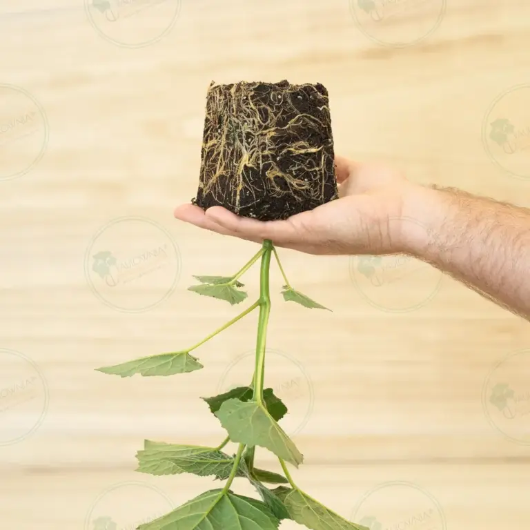 Paulownia Leoparda® – Stump in pot 600 ml