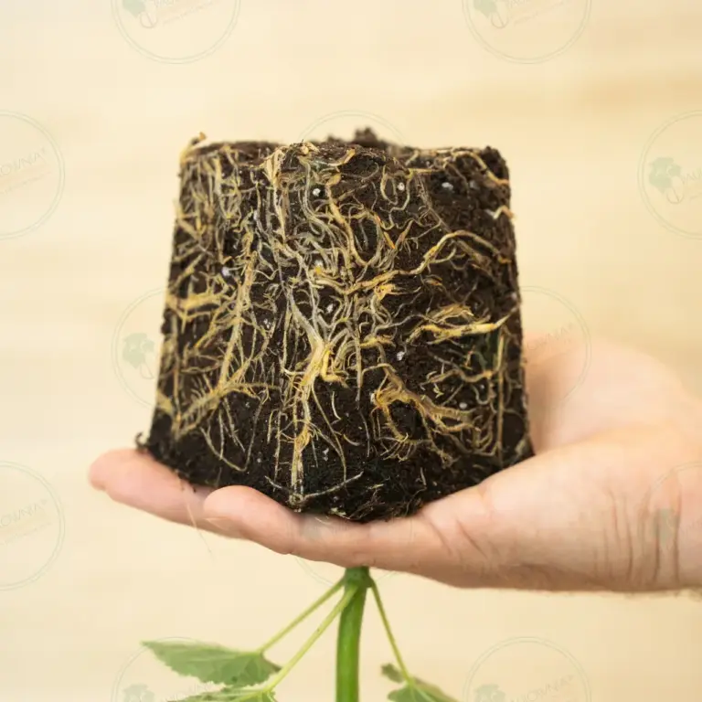 Paulownia Leoparda® – Stump in pot 600 ml