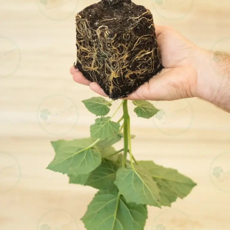 Paulownia Leoparda® – Stump in pot 600 ml