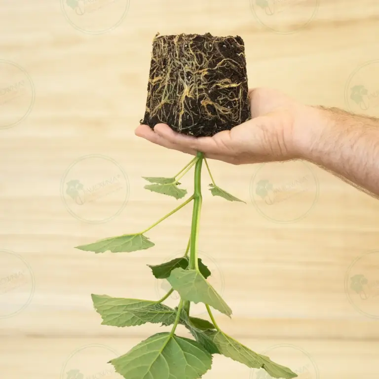 Paulownia Leoparda® – Stump in pot 600 ml