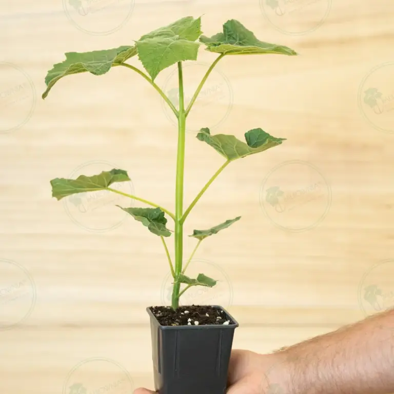 Paulownia Leoparda® – Stump in pot 600 ml