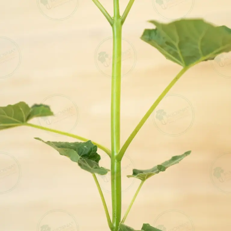 Paulownia Leoparda® – Stump in pot 600 ml