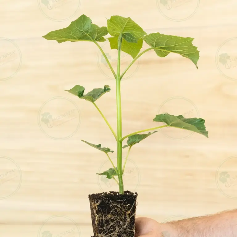 Paulownia Leoparda® – Stump in pot 600 ml