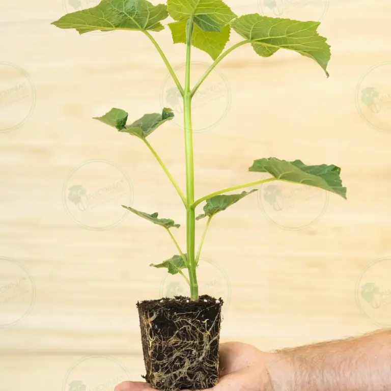 Paulownia Leoparda® – Stump in pot 600 ml