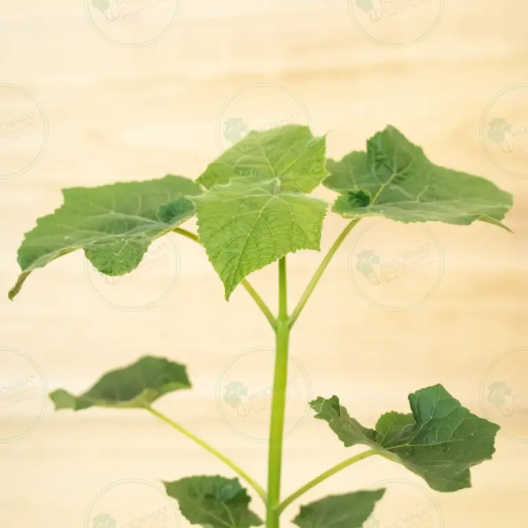 Paulownia Leoparda® – Stump in pot 600 ml