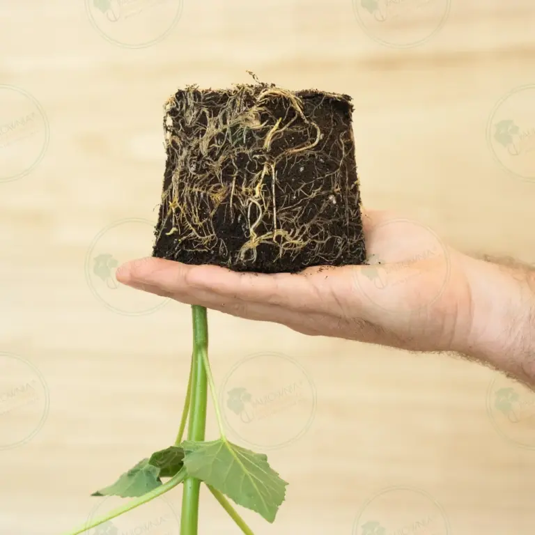 Paulownia Leoparda® – Stump in pot 600 ml