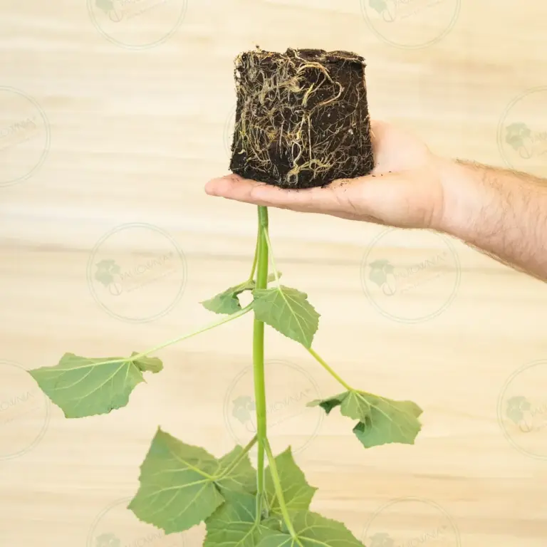 Paulownia Leoparda® – Stump in pot 600 ml