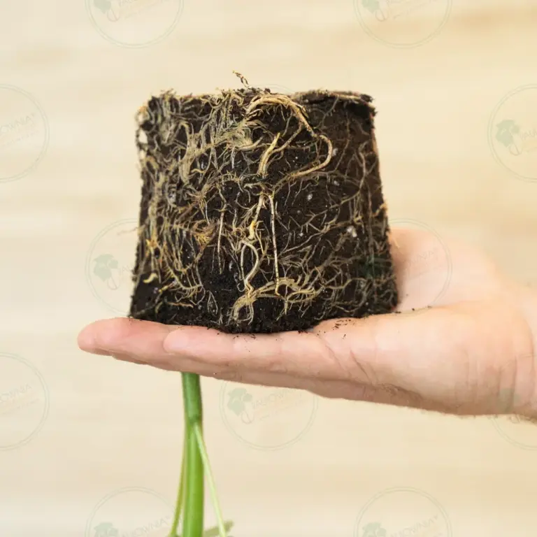 Paulownia Leoparda® – Stump in pot 600 ml