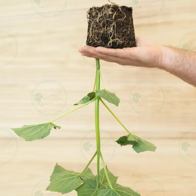 Paulownia Leoparda® – Stump in pot 600 ml