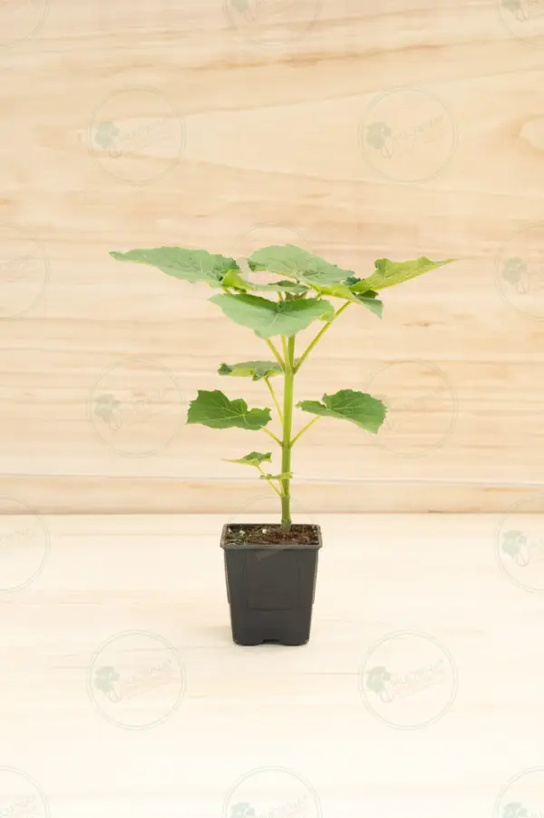 Paulownia Leoparda® – Pot 600 ml