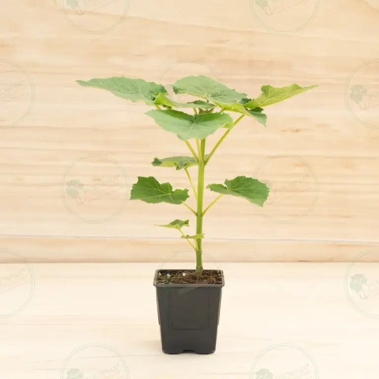 Paulownia Leoparda® – Pot 600 ml