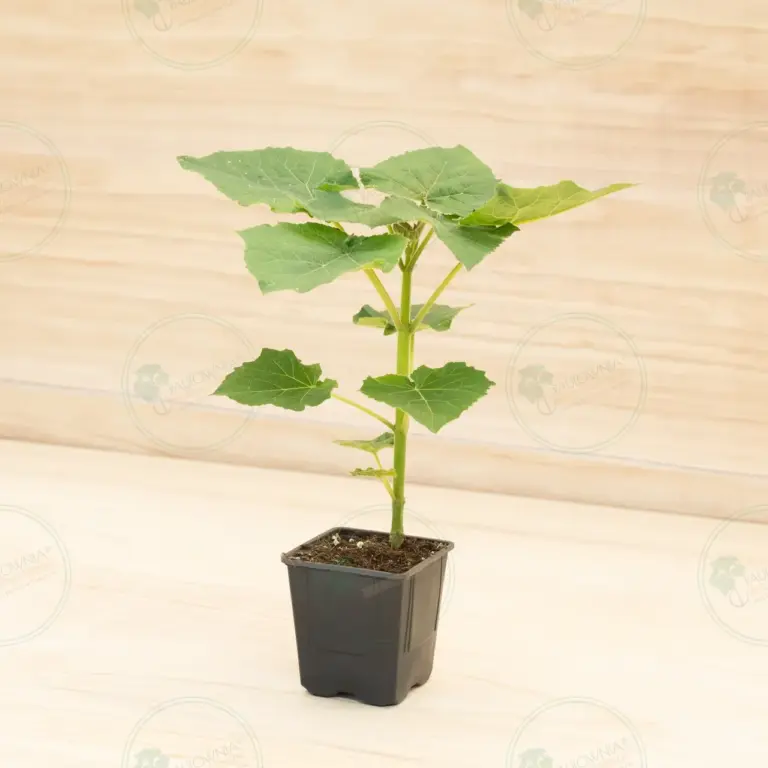 Paulownia Leoparda® – Pot 600 ml