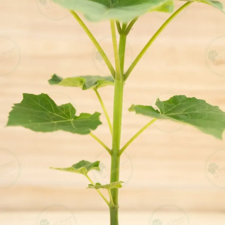 Paulownia Leoparda® – Pot 600 ml