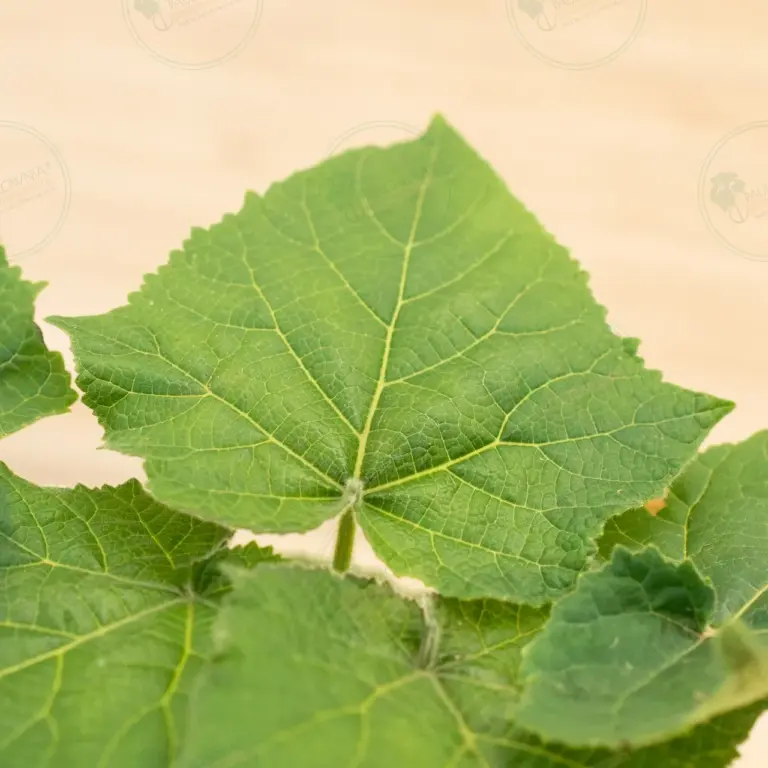 Paulownia Leoparda® – Pot 600 ml