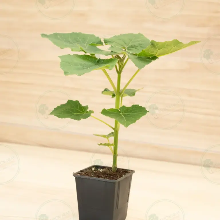 Paulownia Leoparda® – Pot 600 ml