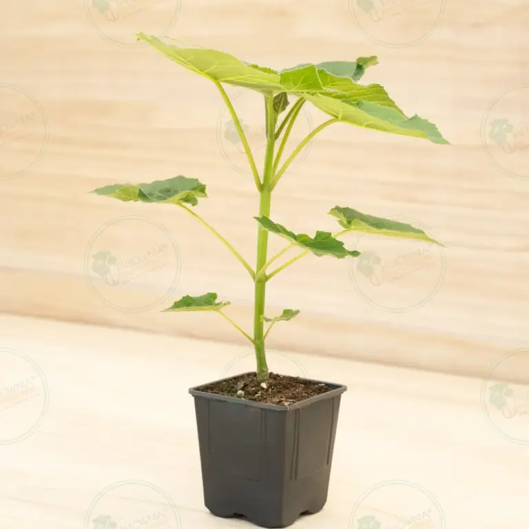 Paulownia Leoparda® – Pot 600 ml
