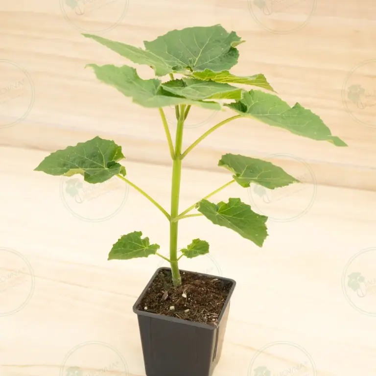 Paulownia Leoparda® – Pot 600 ml