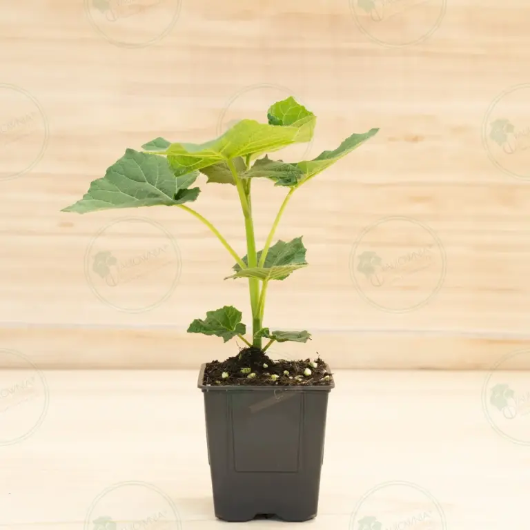 Paulownia Leoparda® – Pot 600 ml