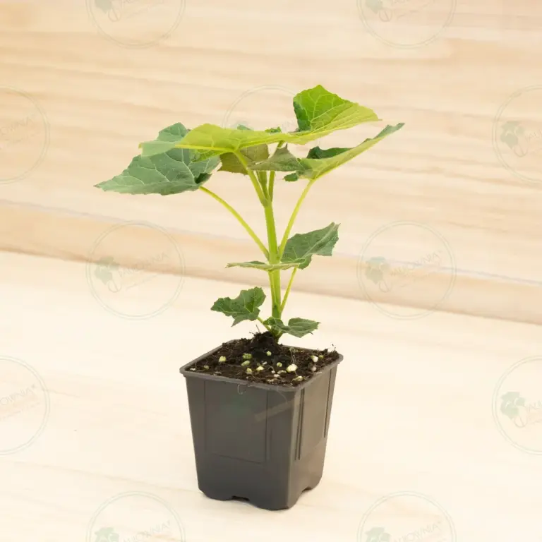 Paulownia Leoparda® – Pot 600 ml