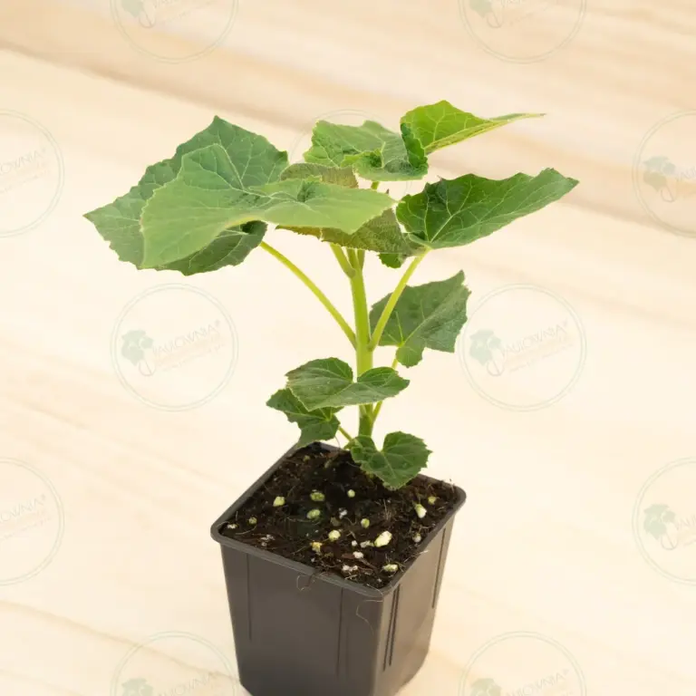 Paulownia Leoparda® – Pot 600 ml