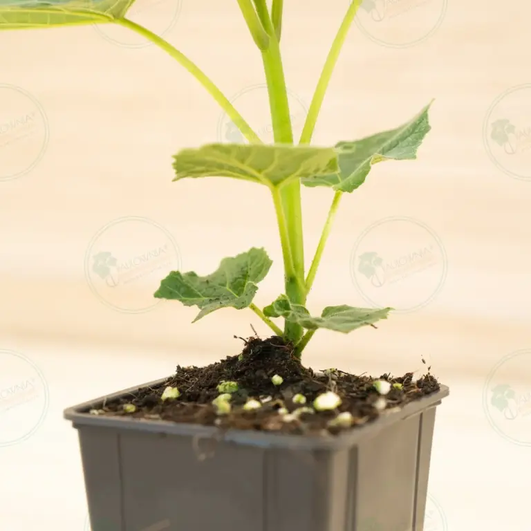 Paulownia Leoparda® – Pot 600 ml