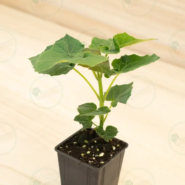 Paulownia Leoparda® – Pot 600 ml