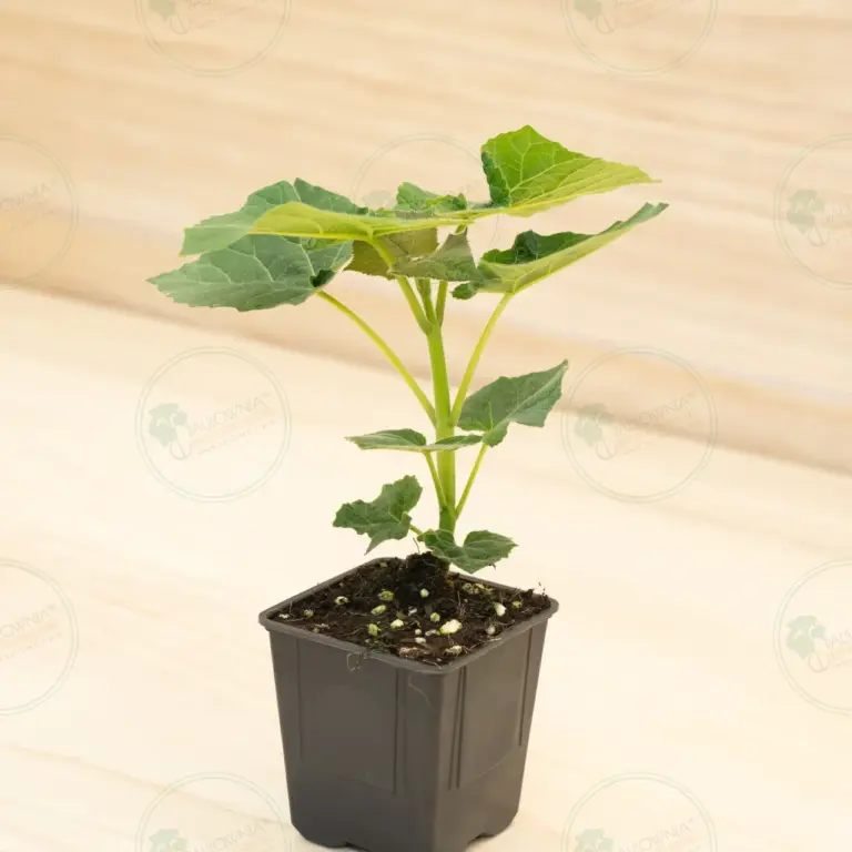 Paulownia Leoparda® – Pot 600 ml