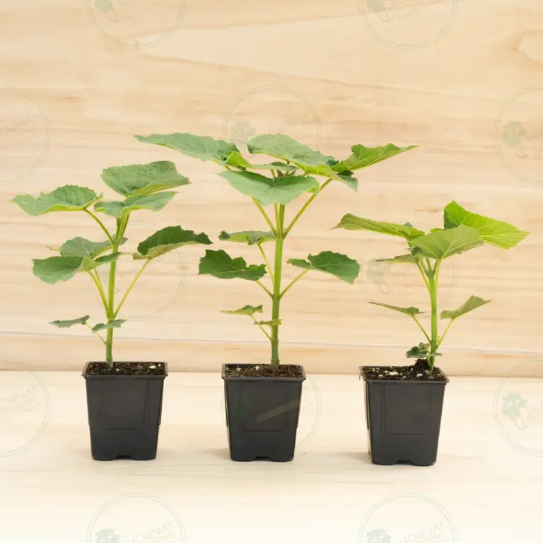 Paulownia Leoparda® – Pot 600 ml