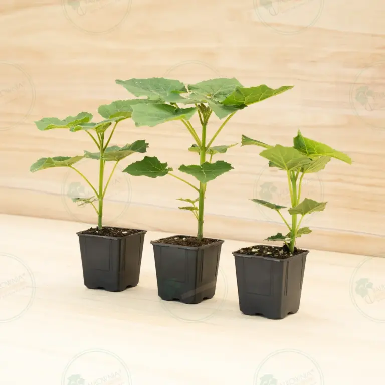 Paulownia Leoparda® – Pot 600 ml