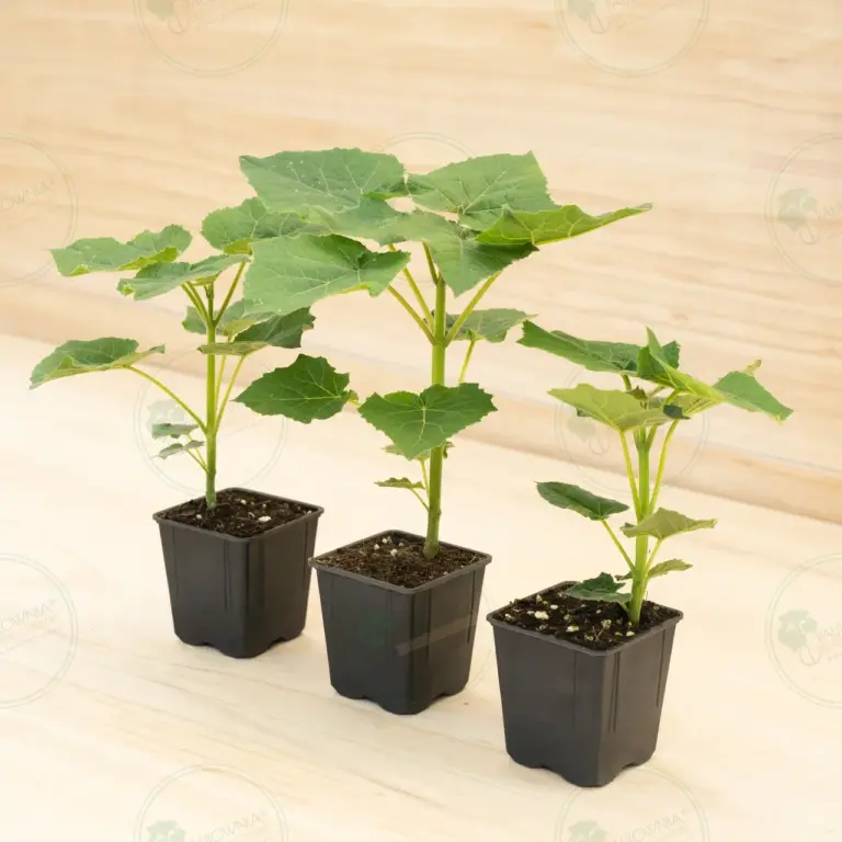 Paulownia Leoparda® – Pot 600 ml