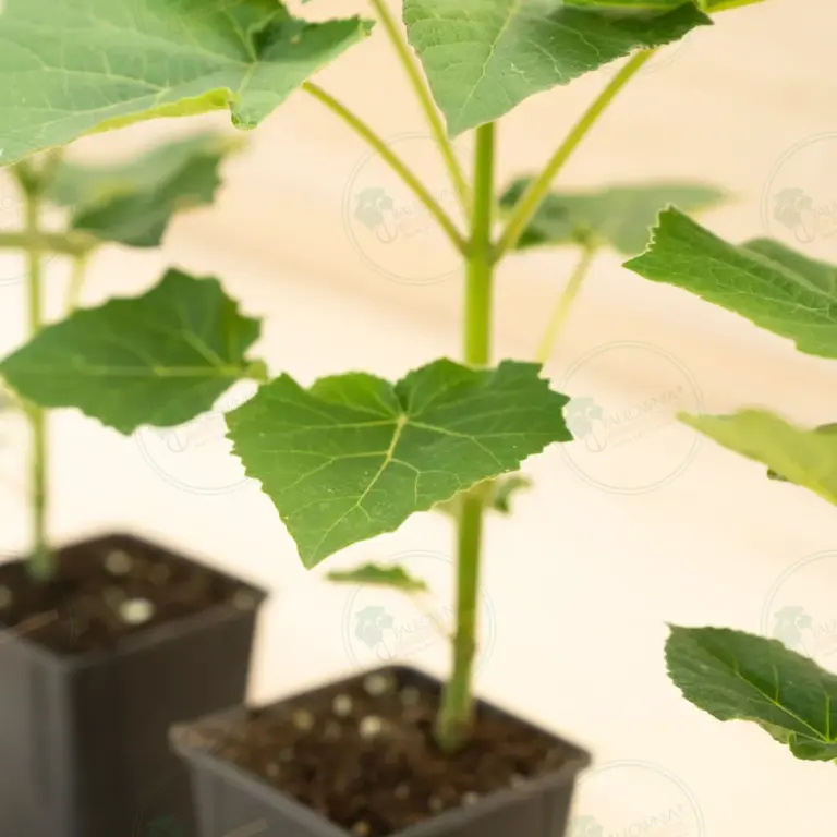 Paulownia Leoparda® – Pot 600 ml